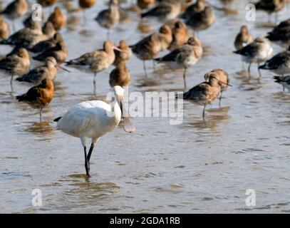 Löffelschnabel. Platalea leucorodia. Fütterung unter einer Herde roter Gefieder-Schwarzschwanzgottchen. Limosa limosa Stockfoto