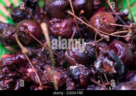 Faule Kirschen Makro-Textur fehlender Kirschen. Stockfoto