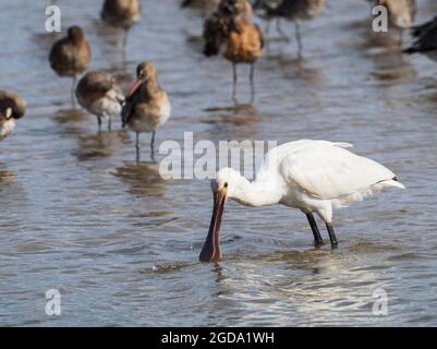 Löffelschnabel. Platalea leucorodia. Fütterung unter einer Herde roter Gefieder-Schwarzschwanzgottchen. Limosa limosa Stockfoto