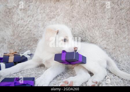 Liebenswert niedlichen weißen Welpen liegt auf einem hellen Hintergrund. In seinen Zähnen hält er eine kleine Geschenkbox, die mit einem Band gebunden ist. Festliche Stimmung. Geschenke vorbereiten. Favorit Stockfoto