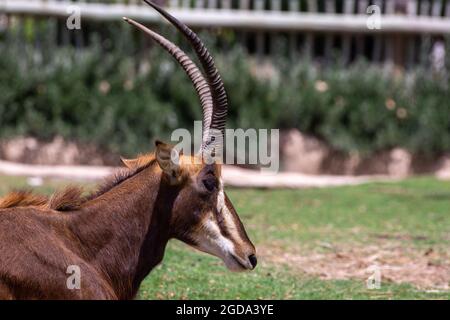 Weibliche Kuh Sable Antilope (Hippotraginae niger) Kopf aus nächster Nähe Stockfoto