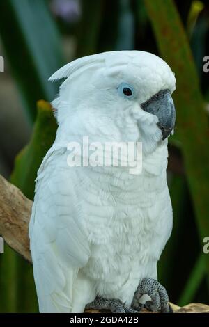 Ein weißer oder Regenschirmkakatoo (Cacatua alba) aus Australien, der auf einem Zweig im Wald isst (Portraitansicht) Stockfoto