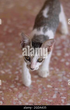 Niedliche Katze, die aus nächster Nähe im Hochformat läuft (selektiver Fokus). Stockfoto