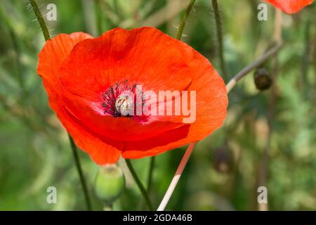 Mohn (Papaver rhoeas) scharlachrote Wildblume vier papierartige, überlappende Blütenblätter auf langen, behaarten Stängeln aus gemischten Wildblumenkernen erinnern an das Symbol des Krieges Stockfoto