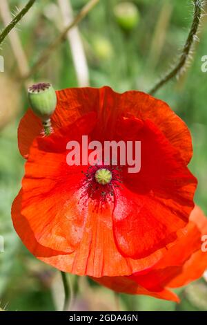 Mohn (Papaver rhoeas) scharlachrote Wildblume vier papierartige, überlappende Blütenblätter auf langen, behaarten Stängeln aus gemischten Wildblumenkernen erinnern an das Symbol des Krieges Stockfoto