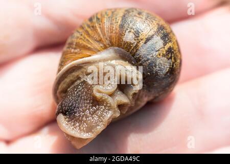 Große Gartenschnecke Helix aspera Schale marmoriert braun und schwarz mit einem feuchten (mit Schleim) glänzend crinkled Fuß, wie gerade aus einer großen Blattpflanze gepflückt Stockfoto