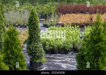 Topfpflanzen werden im Gartencenter verkauft. Verkauf von Pflanzen im Freien. Viele Sorten von grünen Pflanzen. Blumen, Tanne, Fichte, Thuja, Apfel und andere fru Stockfoto