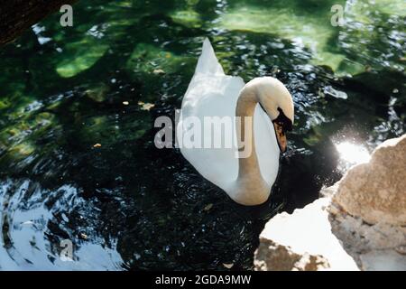 Schöner weißer Schwan, der im klaren Wasser des Sees schwimmend ist Stockfoto