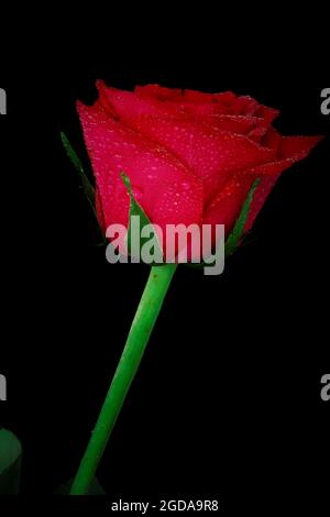 Eine einzelne rote rose vor einem schwarzen Hintergrund Stockfoto