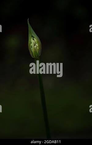Eine Agapanthus-Knospe mit auftauchenden Samen. Stockfoto