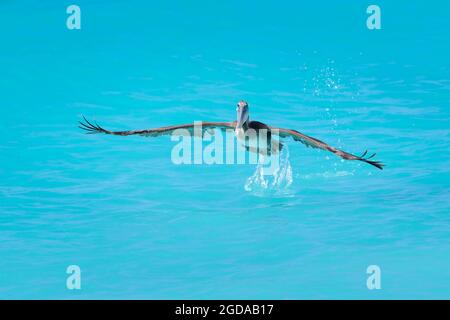 Brauner Pelikan (Pelecanus occidentalis), der aus tropisch gefärbtem Wasser abzieht, Bonaire, niederländische Karibik. Stockfoto