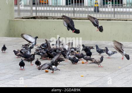 Tauben essen Acarajé und Mais auf der städtischen Straße. Stadt Salvador, Bahia, Brasilien. Stockfoto