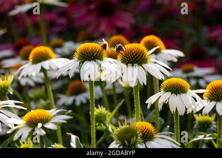 Zwei Hummeln auf weißem Blütenkehlchen (Echinacea) in voller Blüte Stockfoto