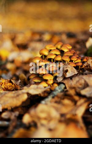 Gruppe von wilden gelben Pilzen Haube Mycena renati wächst auf dem Baumstumpf..viele gefährliche ungenießbare Pilze in einem dunklen Wald. Giftige Pilze Stockfoto