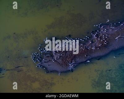 Flamingos fock in einer Lagune von Pampas, Provinz La Pampa, Patagonien, Argentinien Stockfoto