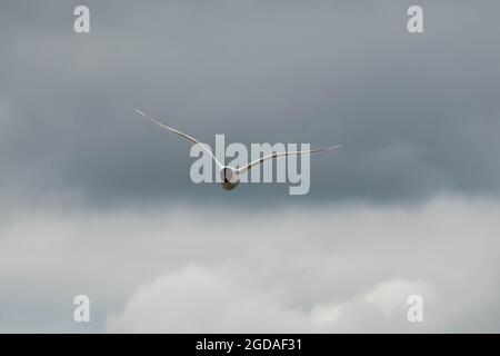 Schwarzkopfmöwe, die über einen stürmischen Sommerhimmel fliegt Stockfoto