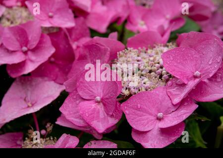 Regentropfen auf den schönen rosa Blüten der Hortensia macrophylla, auch bekannt als Lacecap Hortensien und weihnachtsblume Stockfoto