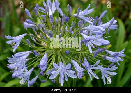 Aganthus, auch als afrikanische Lilie bekannt, sind im Sommer für ihre blauen Blüten mit Trommelstock-Kopf bekannt Stockfoto