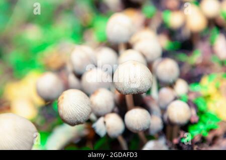 Pilze wachsen im Herbstwald. Abstrakter Hintergrund Stockfoto