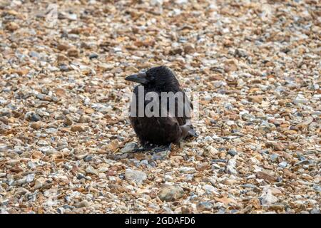 Die Aaskrähe corvus corone ist ein Singvögel der Familie corvidae Stockfoto