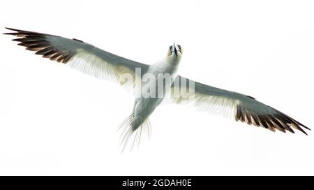 Gannet fliegt über Bempton Cliffs, Yorkshire, Großbritannien. Aufgenommen in einem High-Key-Stil mit Fokus auf Weiß auf Weiß. Stockfoto