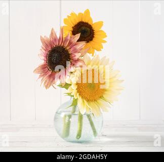 Drei verschiedene Arten von Sonnenblumen. Ein rosa, ein weißes und ein gelbes. Stockfoto