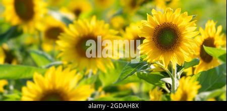 Nahaufnahme von Sonnenblumen in einem Blumenfeld. Stockfoto