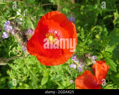 Unser roter Mohn ist ein Symbol für Erinnerung und Hoffnung auf eine friedliche Zukunft. Stockfoto