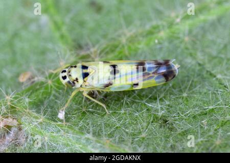 Eupteryx atropunctata aus der Familie Cicadellidae auf Kräuterblatt. Es ist ein gefährlicher Schädling von Kräutern und anderen Gartenpflanzen. Stockfoto