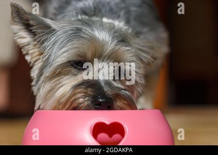 Nette kleine Yorkshire Terrier Welpen essen ihr Mittagessen aus ihrer rosa Schüssel Stockfoto