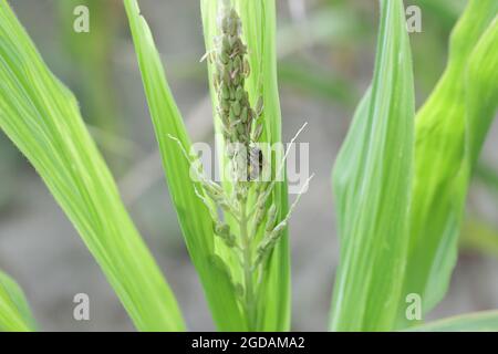Honigbiene sammelt Pollen von Maispflanzen. Stockfoto