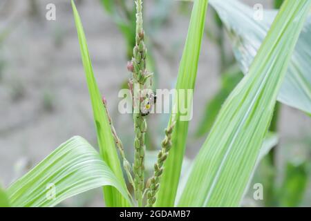 Honigbiene sammelt Pollen von Maispflanzen. Stockfoto