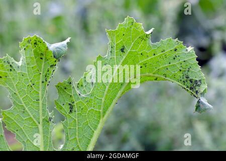 Angriff von Blattläusen (Aphis gossypii) auf die Blätter der Zucchini Stockfoto