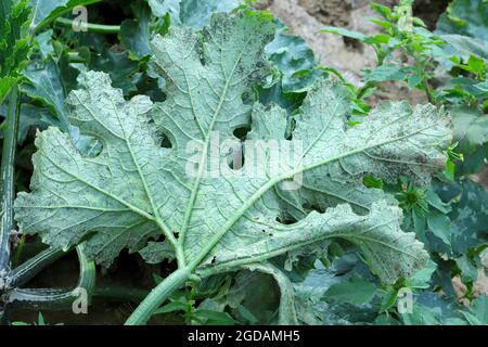 Angriff von Blattläusen (Aphis gossypii) auf die Blätter der Zucchini Stockfoto