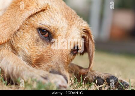Freundlicher, nasser Labrador in einem Porträt mit geringer Schärfentiefe, das bei natürlichem Licht aufgenommen wurde Stockfoto