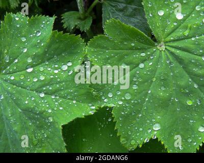 Regentropfen auf den Blättern des Mantels der Gartendame Stockfoto
