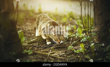 Eine schöne gestromte Wildkatze schleicht sich zwischen dem grünen Gras und den Ästen in einem dunklen Sommerwald, der von Sonnenlicht beleuchtet wird. Ein Haustier Stockfoto