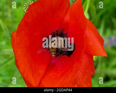 Marmelade Schwebfliege sammeln Nektar von einem schönen roten Mohnblume Stockfoto