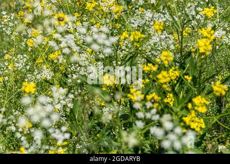 Gelbe und weiße Blüten auf der grünen Wiese im Frühling Stockfoto