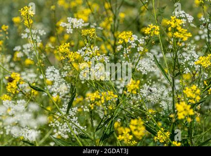 Gelbe und weiße Blüten auf der grünen Wiese im Frühling Stockfoto