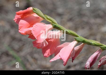 Seitenprofil von hübschen rosa Gladiolusblüten, die im Sonnenschein von South Carolina blühen Stockfoto