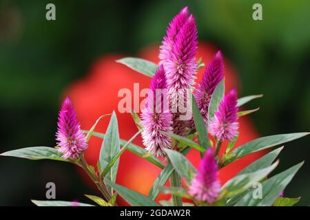 Blühende Kahnenkamm-Blumen in der Sommersonne mit rotem Hintergrund Stockfoto