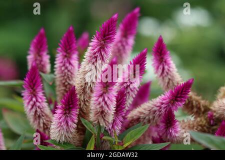 Schöne gefiederte Hahnenkomb-Blüten wachsen in South Carolina, USA Stockfoto