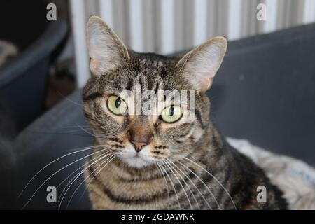 Tabby Katze Stockfoto