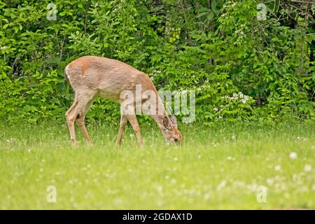 Grasen auf der Wiese Stockfoto