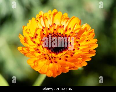 Nahaufnahme einer einzigen Blume der robusten jährlichen Ringelblume, Calendula officinalis „Crown Orange“ Stockfoto