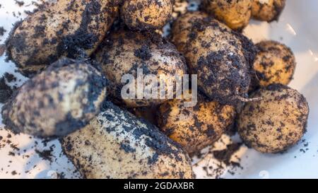 Frisch gepflückte Kartoffeln aus dem Garten, mit Schmutz und Kompost bedeckt. Stockfoto