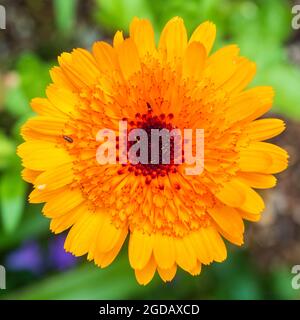 Nahaufnahme einer einzigen Blume der robusten jährlichen Ringelblume, Calendula officinalis „Crown Orange“ Stockfoto