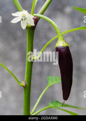 Violette Frucht und weiße Blume des mittelscharfen Chilischepfeffers, Capsicum annuum 'Gusto Purple F1' Stockfoto