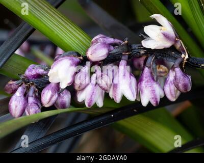 Weiße und violette Sommerblüten des winterharten schwarzen Mondograses, Ophiopogon planiscapus 'Nigrescens' Stockfoto